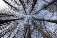 Cyprès chauves_Saxon