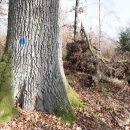 Chêne de Perrolets St-Jean_branche cassée - Copie