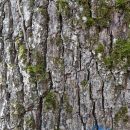 Chêne de Perrolets St-Jean_écorce-Nord__Est - Carré