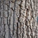 Chêne de Perrolets St-Jean_écorce-Sud - Carré