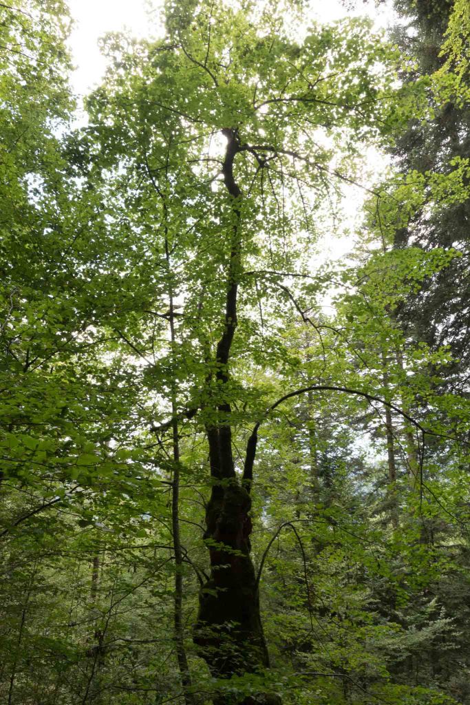 Tilleul des catholiques_Boveresse_21-08-4