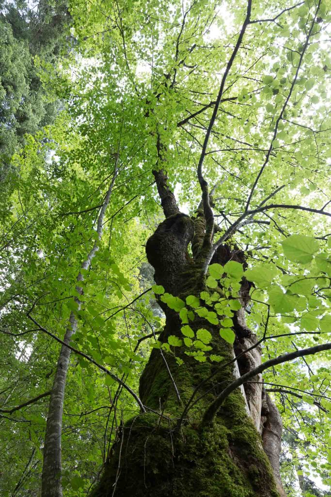 Tilleul des catholiques_Boveresse_21-08-branches-1