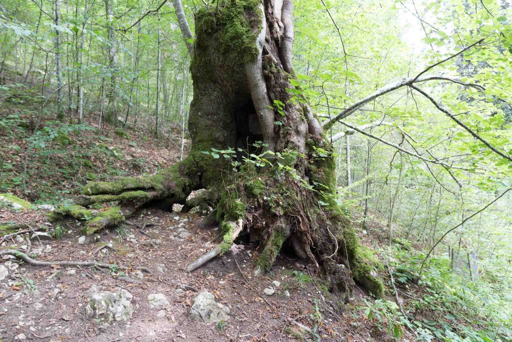 Tilleul des catholiques_Boveresse_21-08-tronc-2